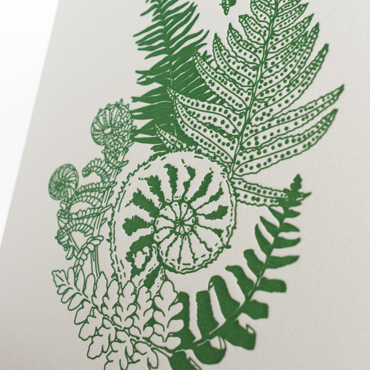 Art Print: Fiddlehead Ferns Letterpress Art Print