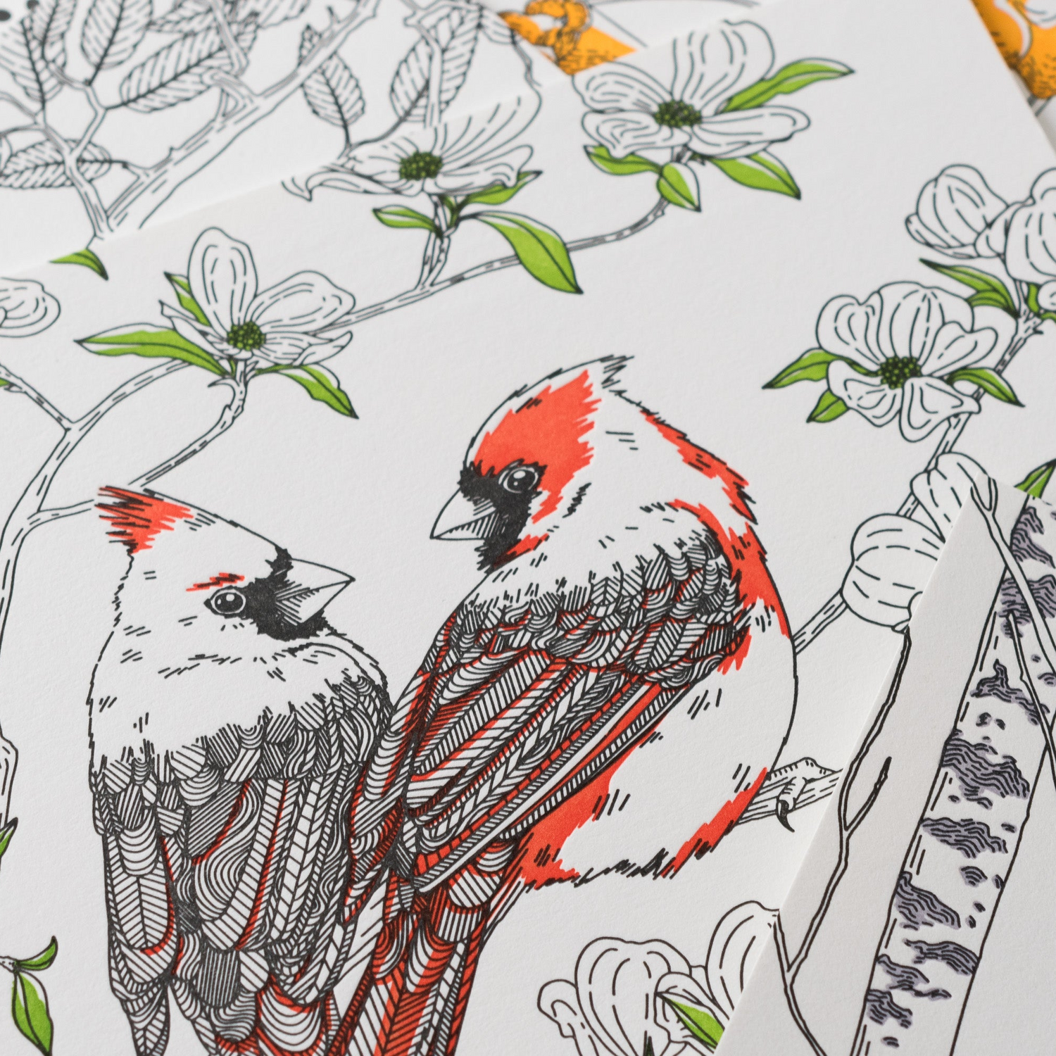 Nature Birds