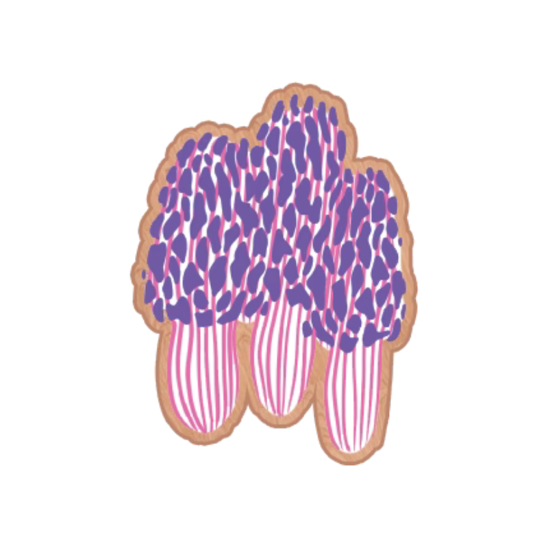Wooden Pin: Morel