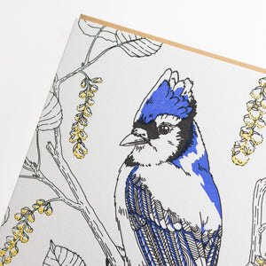 Card: Jay Greeting Card - Nature Birds Collection