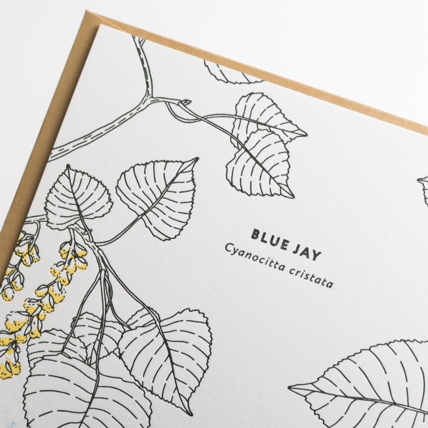 Card: Jay Greeting Card - Nature Birds Collection