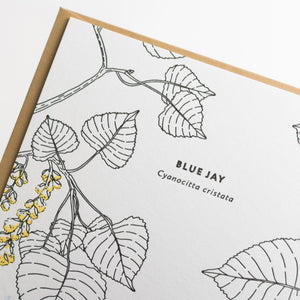Card: Jay Greeting Card - Nature Birds Collection