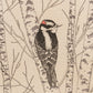 Tote Bag: Downy Woodpecker
