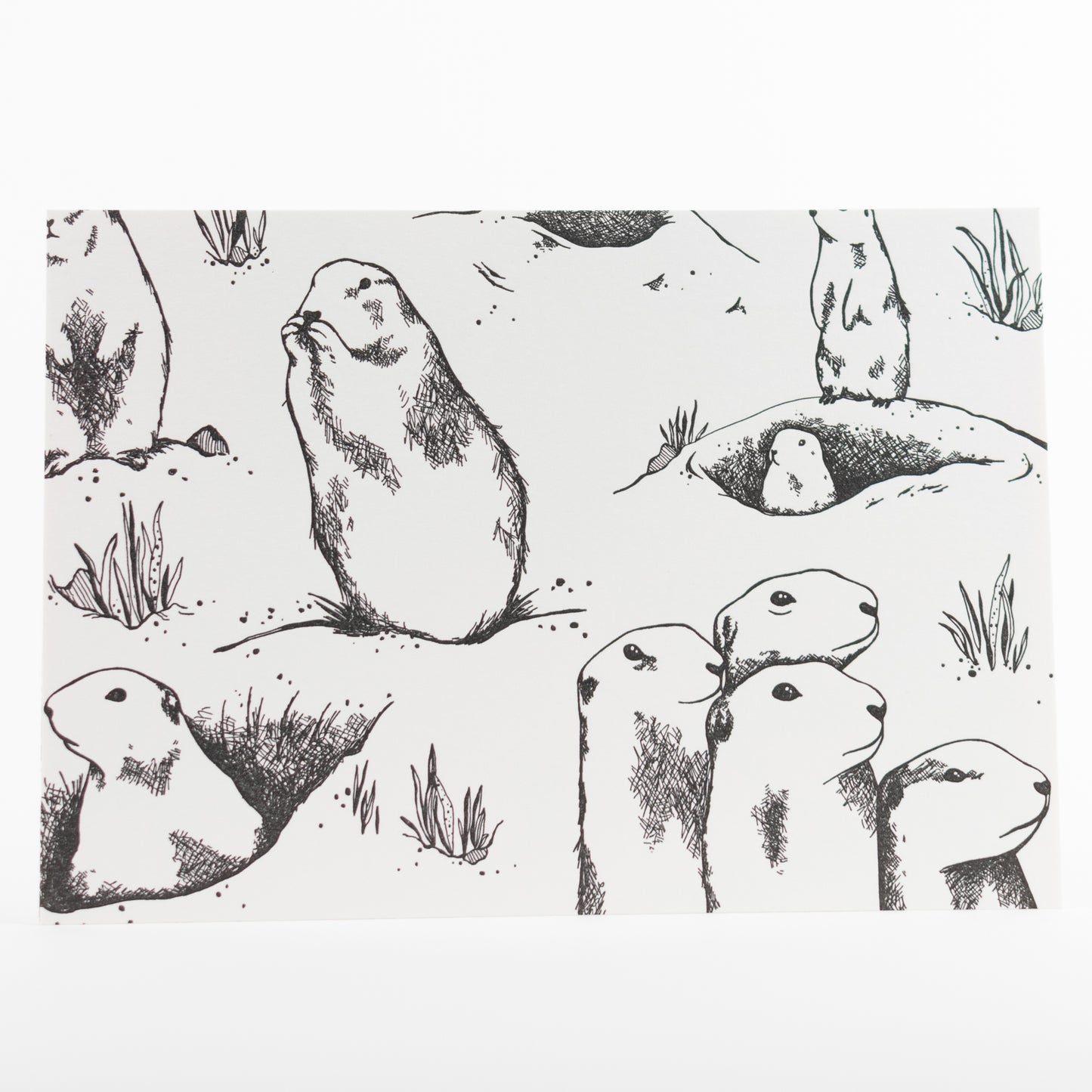 Letterpress Postcard Set - Keystone Species