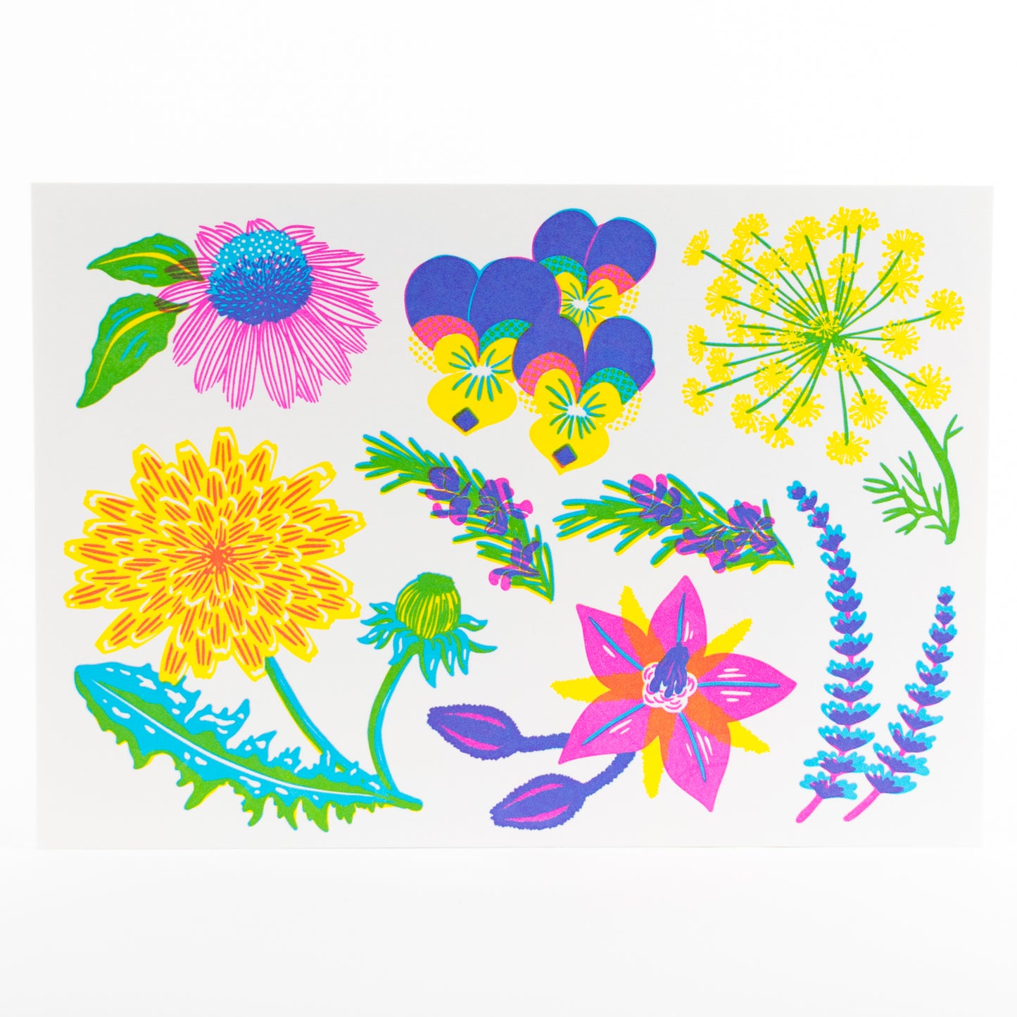 Letterpress Postcard Set - Vibrant Life