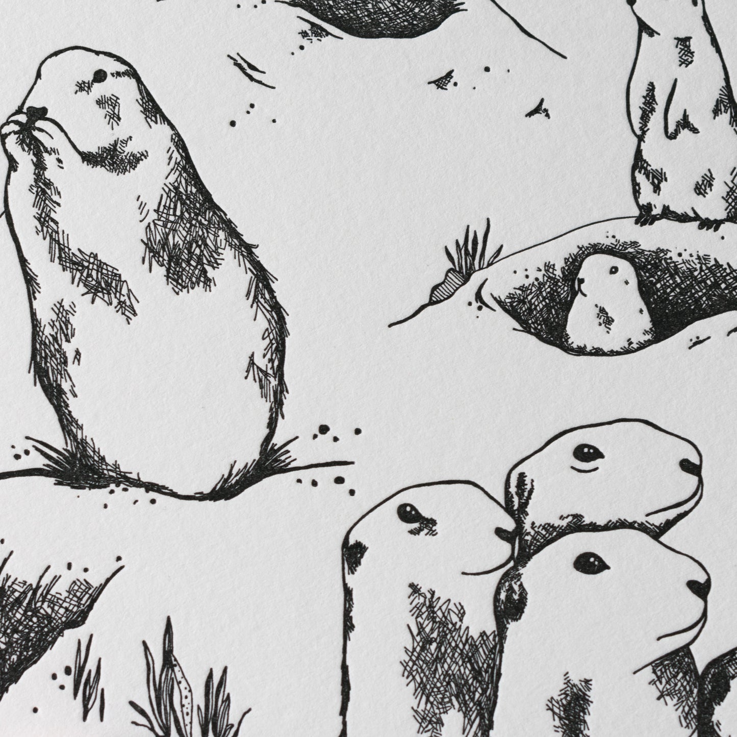 Letterpress Postcard Set - Keystone Species
