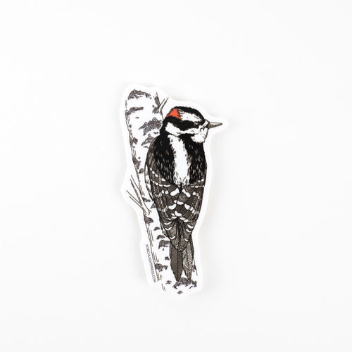 Sticker: Downy Woodpecker