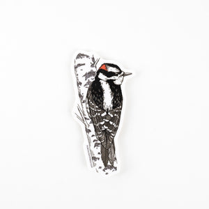 Sticker: Downy Woodpecker
