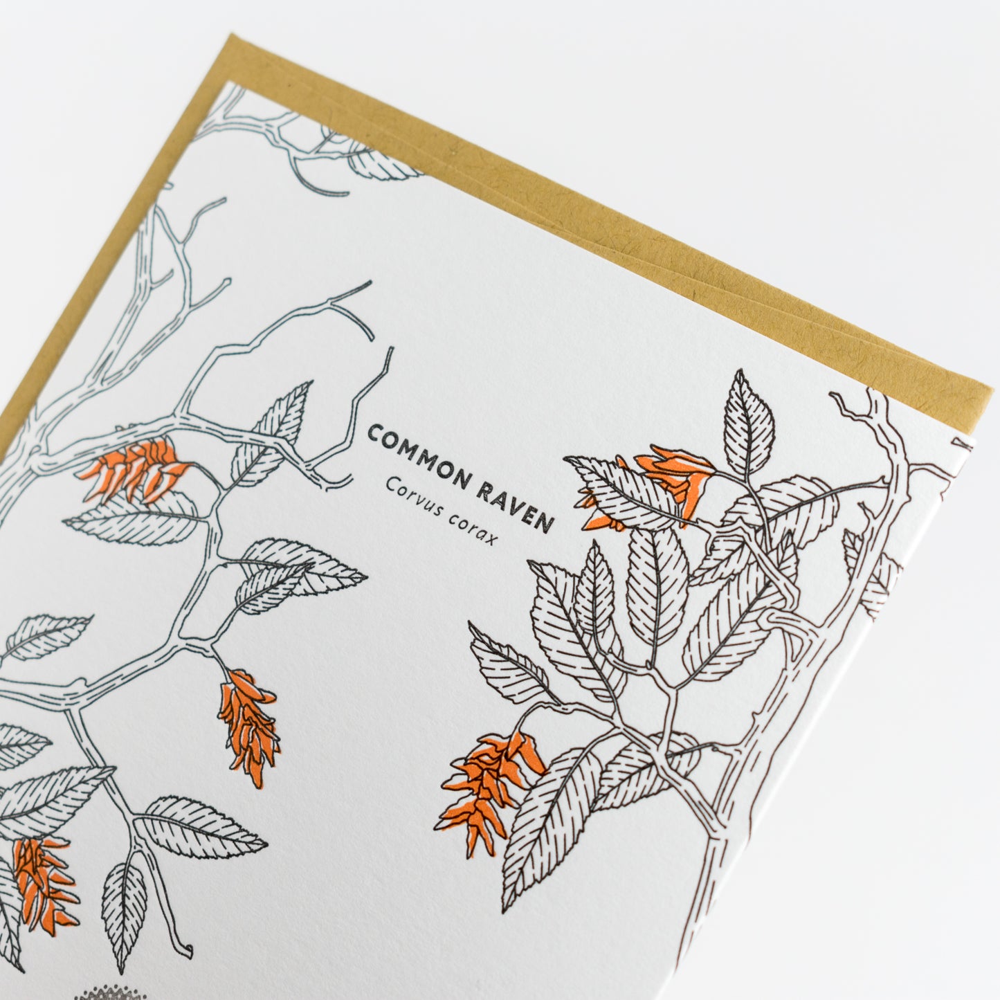 Card: Common Raven - Nature Birds Series