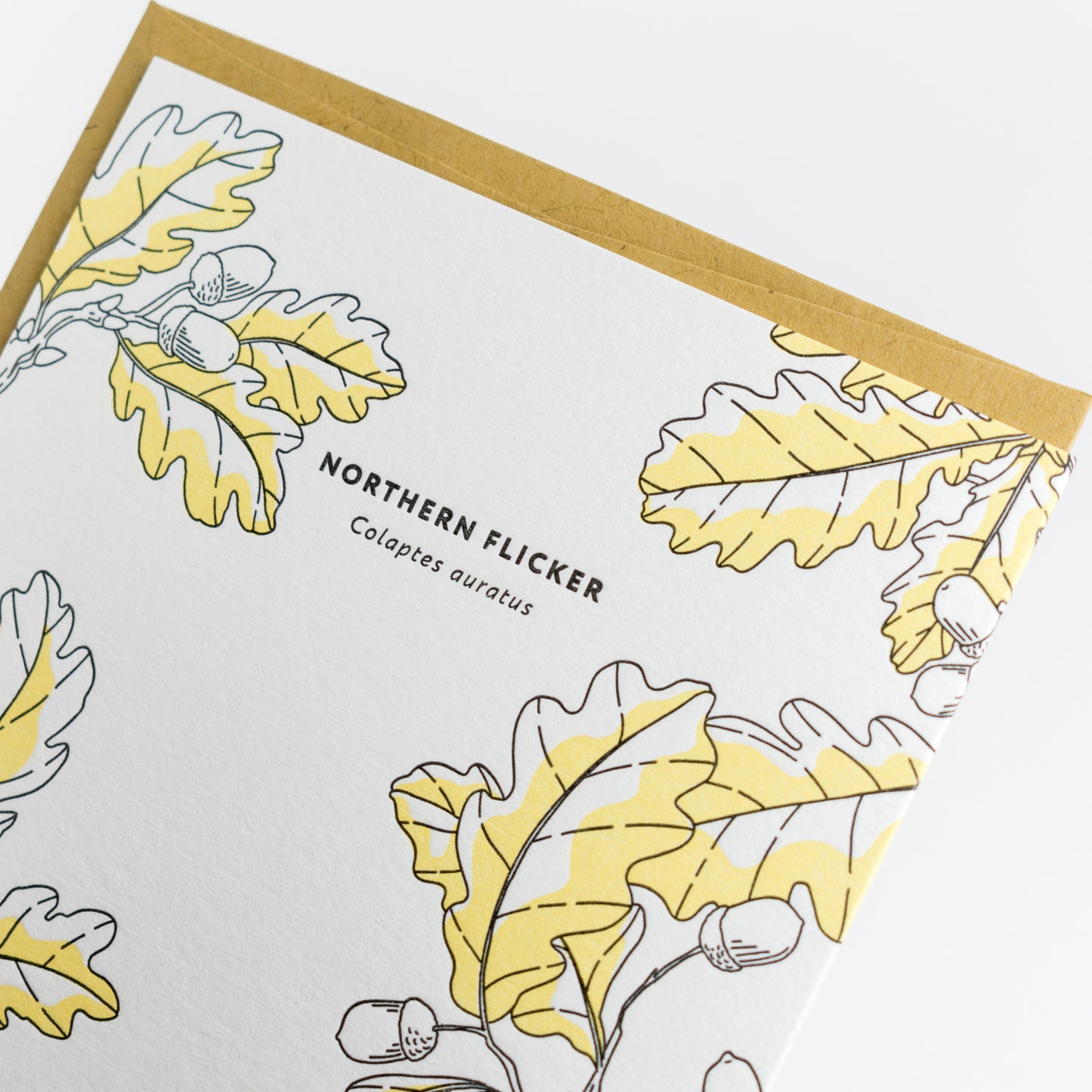 Card: Northern Flicker - Nature Birds Series