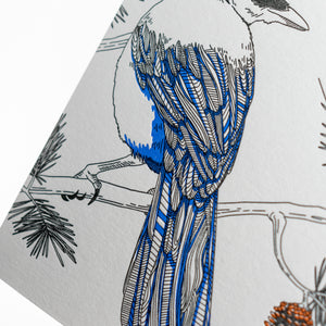 Card: Steller's Jay - Nature Bird Series